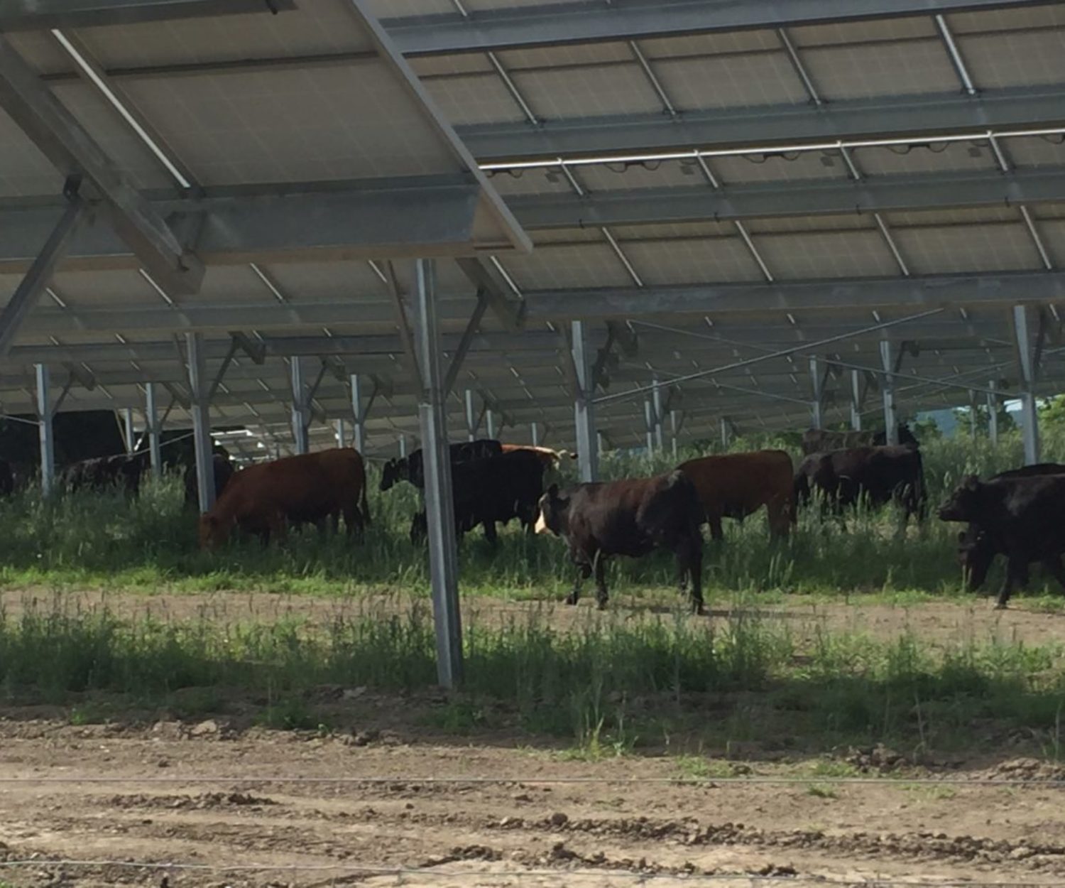 Case Study: Agriculture + Solar